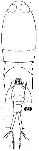 Species Corycaeus (Corycaeus) crassiusculus - Plate 5 of morphological figures