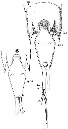 Espèce Corycaeus (Agetus) limbatus - Planche 6 de figures morphologiques