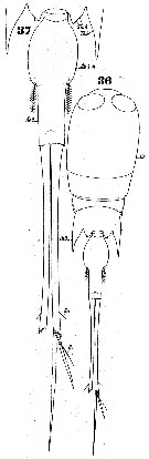 Espèce Corycaeus (Urocorycaeus) longistylis - Planche 3 de figures morphologiques