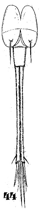 Espèce Corycaeus (Urocorycaeus) furcifer - Planche 9 de figures morphologiques