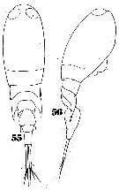 Species Corycaeus (Ditrichocorycaeus) tenuis - Plate 1 of morphological figures