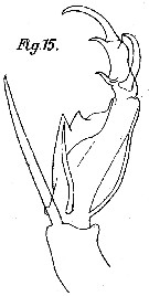 Espèce Corycaeus (Ditrichocorycaeus) andrewsi - Planche 4 de figures morphologiques