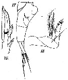 Espèce Corycaeus (Ditrichocorycaeus) andrewsi - Planche 5 de figures morphologiques
