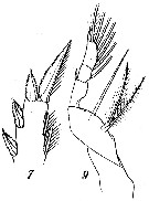 Espèce Corycaeus (Ditrichocorycaeus) asiaticus - Planche 9 de figures morphologiques