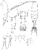 Species Acartia (Odontacartia) ohtsukai - Plate 3 of morphological figures