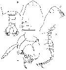 Espèce Labidocera sp. - Planche 2 de figures morphologiques
