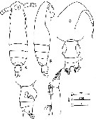 Species Subeucalanus subcrassus - Plate 6 of morphological figures
