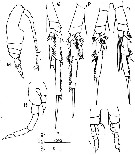 Espèce Paracalanus sp. - Planche 3 de figures morphologiques