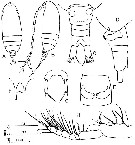 Espèce Paracalanus sp. - Planche 1 de figures morphologiques