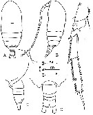 Espèce Acrocalanus gibber - Planche 4 de figures morphologiques