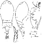 Espèce Corycaeus (Ditrichocorycaeus) andrewsi - Planche 8 de figures morphologiques