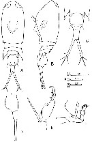 Species Corycaeus (Ditrichocorycaeus) dahli - Plate 5 of morphological figures