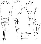 Species Corycaeus (Ditrichocorycaeus) dahli - Plate 6 of morphological figures