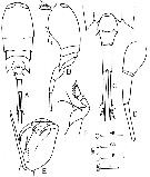 Espèce Corycaeus (Onychocorycaeus) agilis - Planche 5 de figures morphologiques