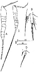 Espèce Macrosetella gracilis - Planche 3 de figures morphologiques