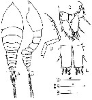 Species Euterpina acutifrons - Plate 4 of morphological figures