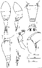 Espèce Oncaea clevei - Planche 3 de figures morphologiques