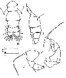 Espèce Acartia (Odontacartia) amboinensis - Planche 3 de figures morphologiques