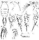 Species Oithona brevicornis - Plate 16 of morphological figures