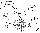 Espce Anomalocera ornata - Planche 1 de figures morphologiques
