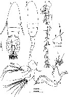 Species Pseudodiaptomus poplesia - Plate 1 of morphological figures