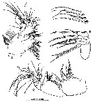 Species Pseudodiaptomus poplesia - Plate 2 of morphological figures