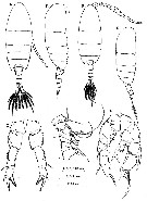 Species Pseudodiaptomus nihonkaiensis - Plate 2 of morphological figures