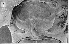 Espèce Pseudodiaptomus nihonkaiensis - Planche 3 de figures morphologiques