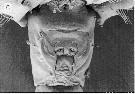 Espèce Pseudodiaptomus inopinus - species complex - Planche 1 de figures morphologiques
