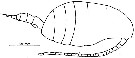 Espèce Stephos rustadi - Planche 1 de figures morphologiques