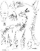 Species Stephos rustadi - Plate 2 of morphological figures