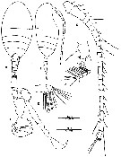 Espèce Stephos rustadi - Planche 3 de figures morphologiques