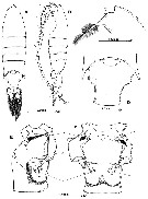 Espèce Gaussia princeps - Planche 2 de figures morphologiques