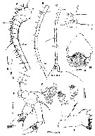 Espèce Gaussia princeps - Planche 4 de figures morphologiques