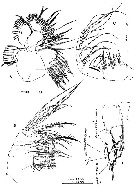 Species Gaussia princeps - Plate 5 of morphological figures
