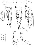Espèce Gaussia princeps - Planche 6 de figures morphologiques