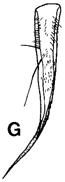Espèce Gaussia sewelli - Planche 5 de figures morphologiques