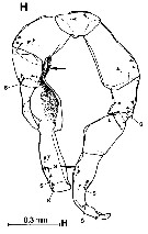 Espèce Gaussia sewelli - Planche 6 de figures morphologiques