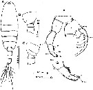 Espèce Tortanus (Eutortanus) derjugini - Planche 13 de figures morphologiques