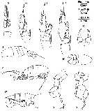 Espèce Parastephos esterlyi - Planche 2 de figures morphologiques