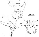 Species Pontellina platychela - Plate 3 of morphological figures