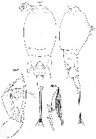 Espèce Corycaeus (Urocorycaeus) longistylis - Planche 4 de figures morphologiques