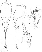 Espèce Corycaeus (Urocorycaeus) longistylis - Planche 6 de figures morphologiques