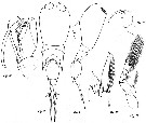 Espèce Corycaeus (Corycaeus) vitreus - Planche 4 de figures morphologiques