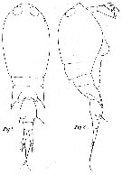 Espèce Corycaeus (Monocorycaeus) robustus - Planche 6 de figures morphologiques