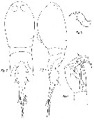 Espèce Corycaeus (Monocorycaeus) robustus - Planche 5 de figures morphologiques