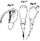 Espèce Corycaeus (Ditrichocorycaeus) subtilis - Planche 6 de figures morphologiques