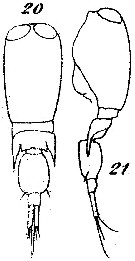 Espèce Corycaeus (Ditrichocorycaeus) minimus - Planche 4 de figures morphologiques
