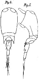 Espèce Corycaeus (Ditrichocorycaeus) amazonicus - Planche 5 de figures morphologiques