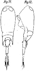 Espèce Corycaeus (Ditrichocorycaeus) erythraeus - Planche 3 de figures morphologiques